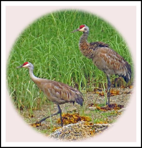 CodvilleJul2017Sandhills-1