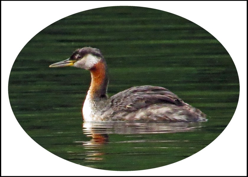 CorneyAug2027Grebe-2