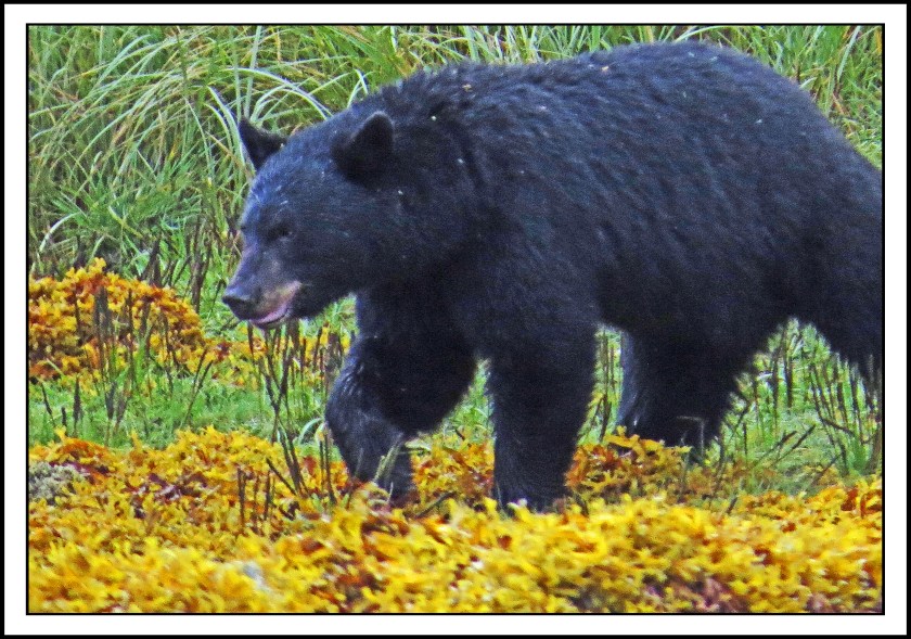 Kakushdish2017Bear-IMG_3089_edited-1
