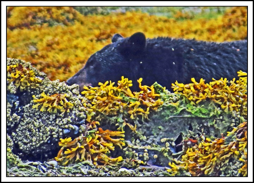 Kakushdish2017Bear-IMG_3100_edited-1