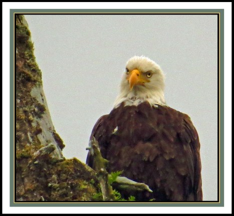 KakushdishJul2017Eagle-IMG_3053_edited-1