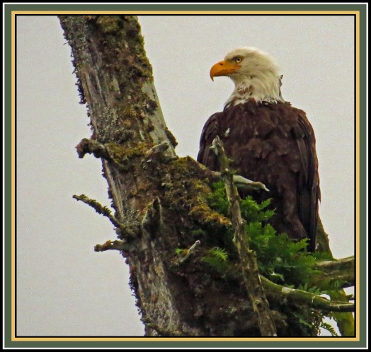 KakushdishJul2017Eagle-IMG_3059_edited-1