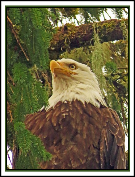 KakushdishJul2017Eagle-IMG_3170_edited-1