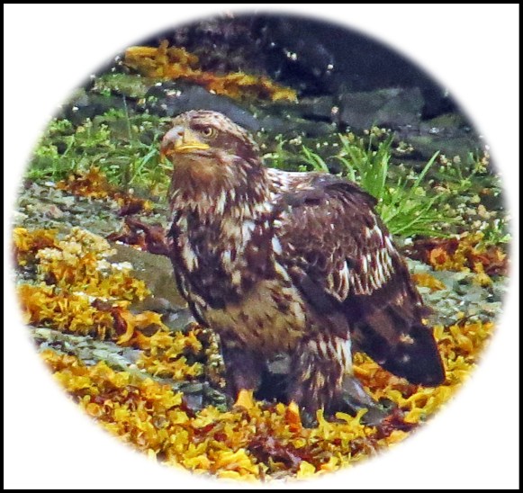 KakushdishJul2017Eagle10