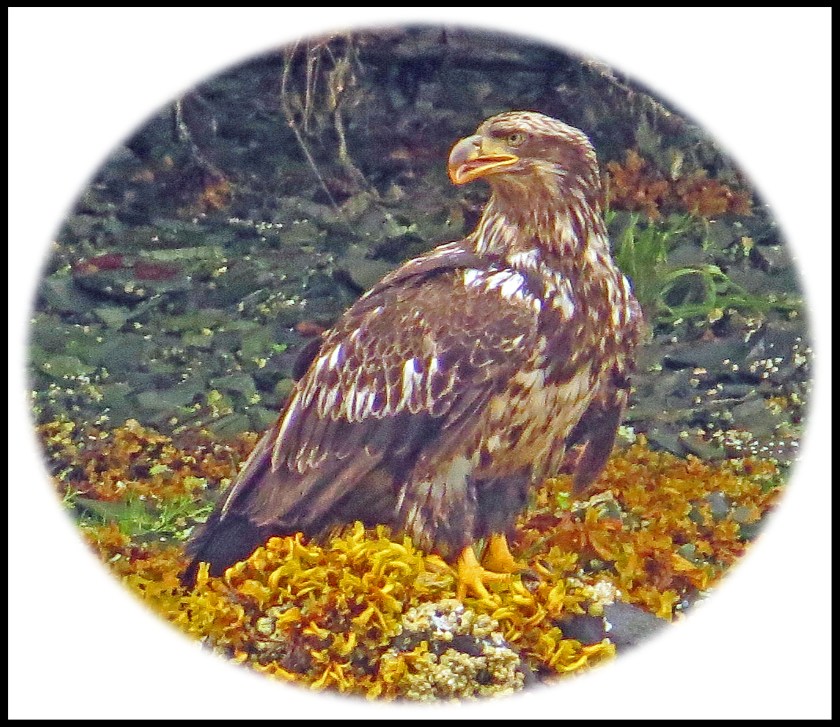 KakushdishJul2017Eagle13