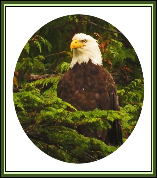 KakushdishJul2017Eagle34