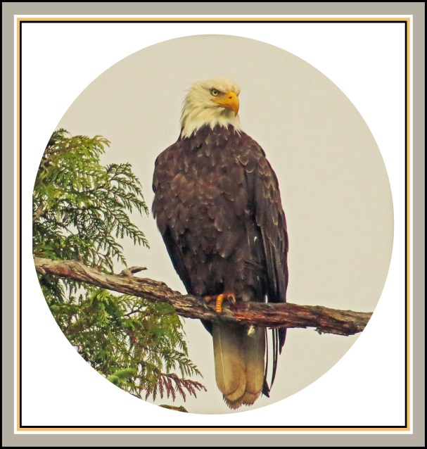 KakushdishJul2017Eagle40