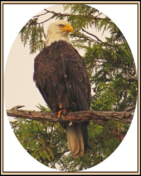 KAKUSHDISHJUL2017EAGLE48