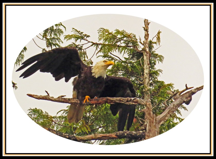 KakushdishJul2017Eagle49