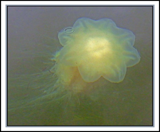 KakushdishJul2017Jellyfish-IMG_3213_edited-1