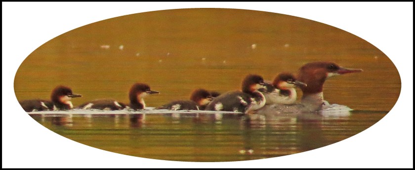 KakushdishJul2017Mergansers-7
