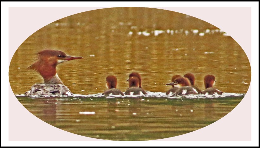 KakushdishJul2017Mergansers10