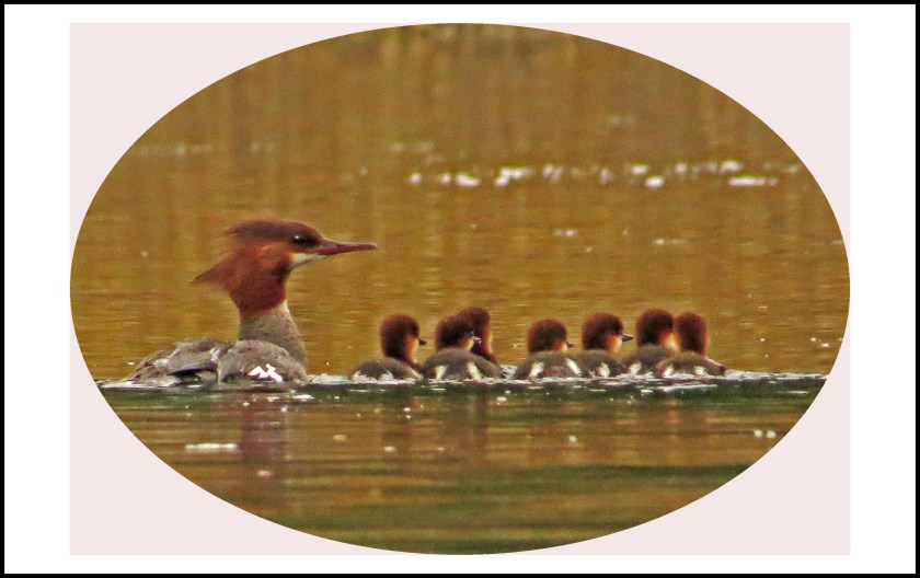 KakushdishJul2017Mergansers12