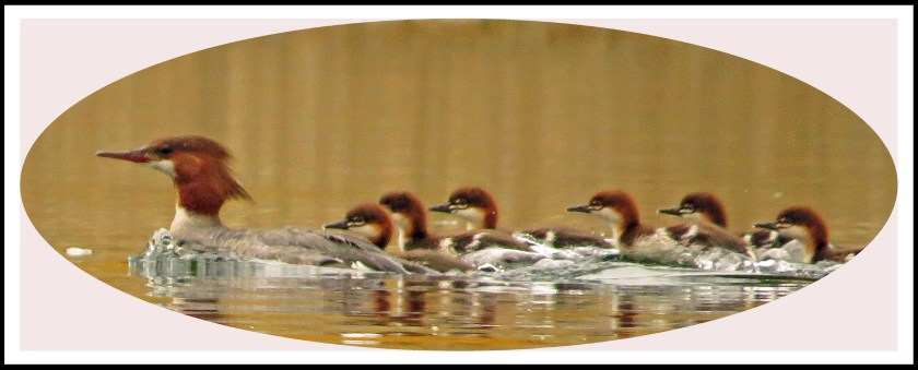 KakushdishJul2017Mergansers20