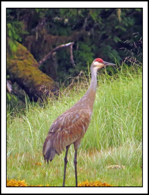 KakushdishJul2017Sandhill-IMG_3080_edited-1