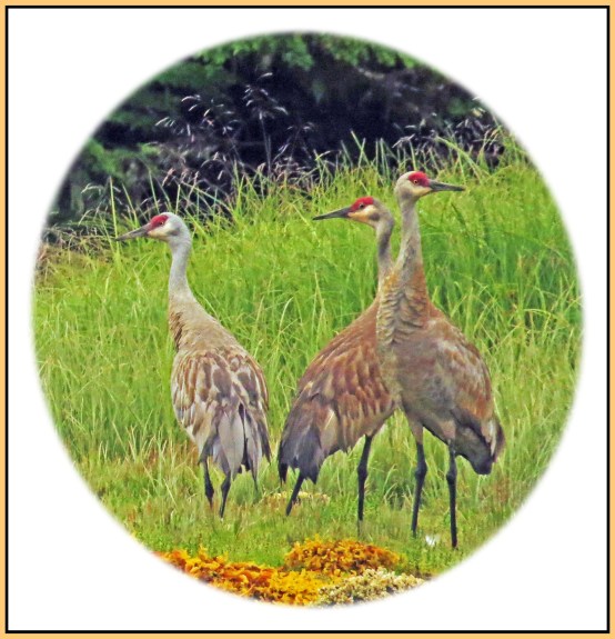 KakushdishJul2017Sandhills-21