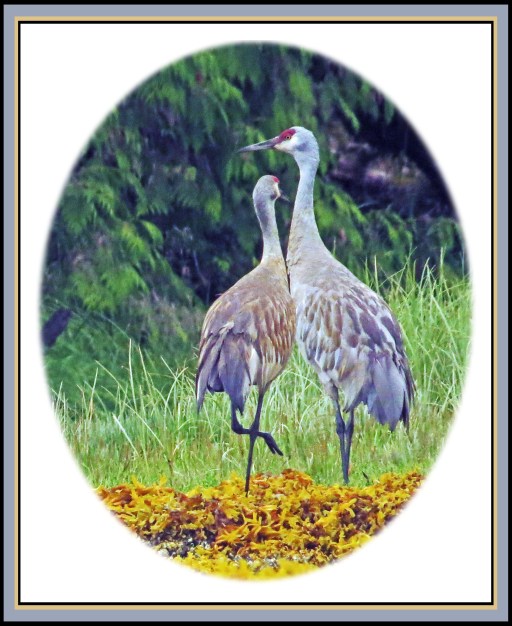 KakushdishJul2017Sandhills-9