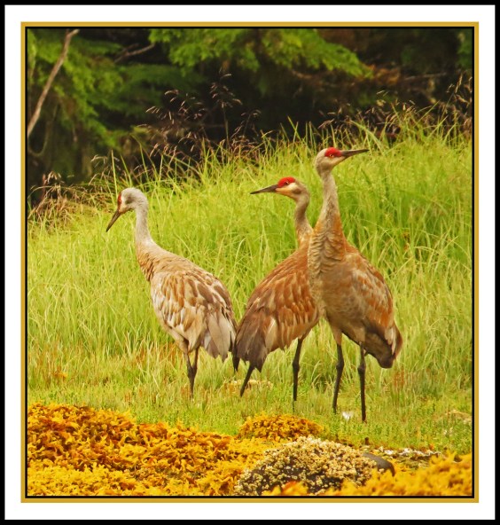 KakushdishJul2017Sandhills-IMG_3112_edited-1