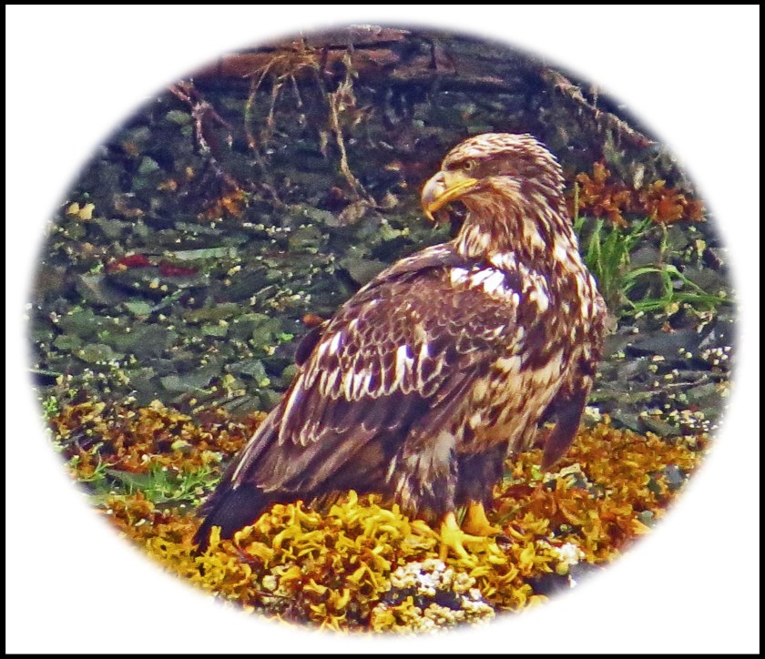 KakushdishJuly2017Eagle12