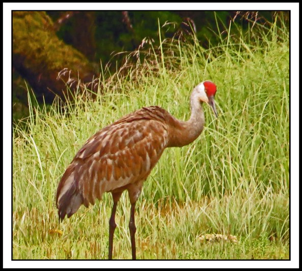 KakushdishSandhill-IMG_3082_edited-1