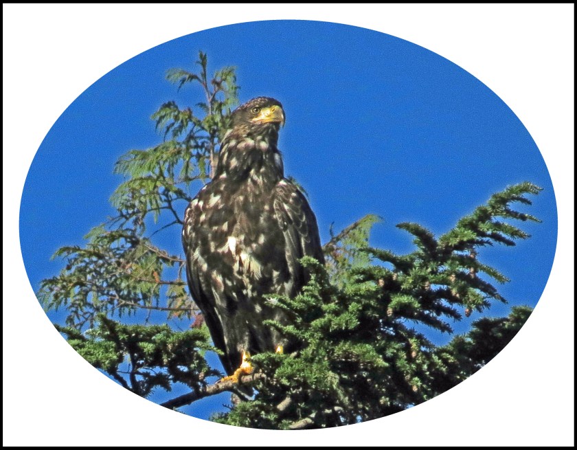 KakushdishSept2017-3