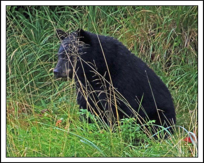 KakushdishSept2017Bear-IMG_3078_edited-1