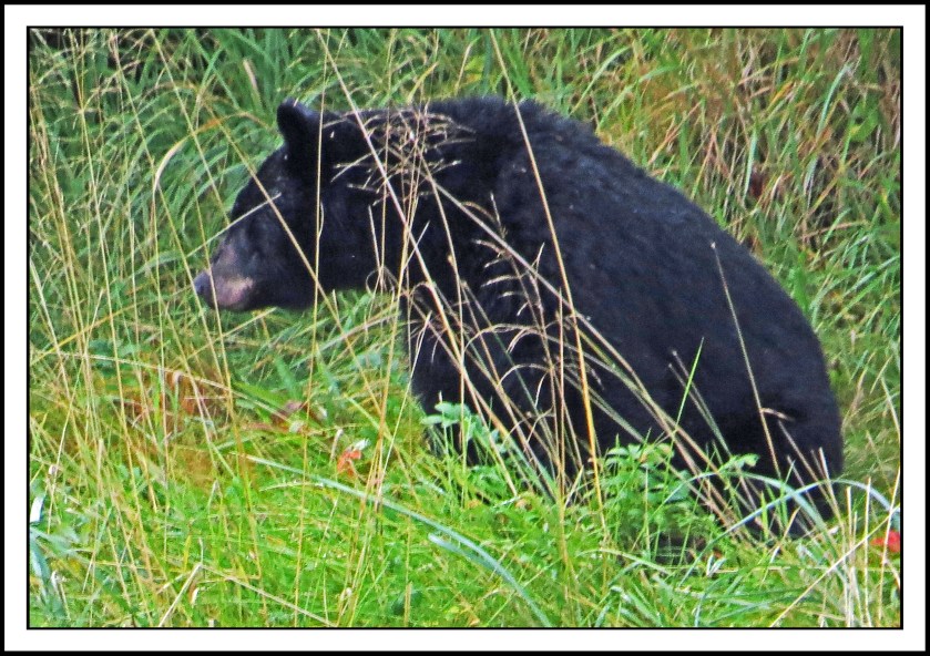 KakushdishSept2017Bear-IMG_3080 (1)_edited-1