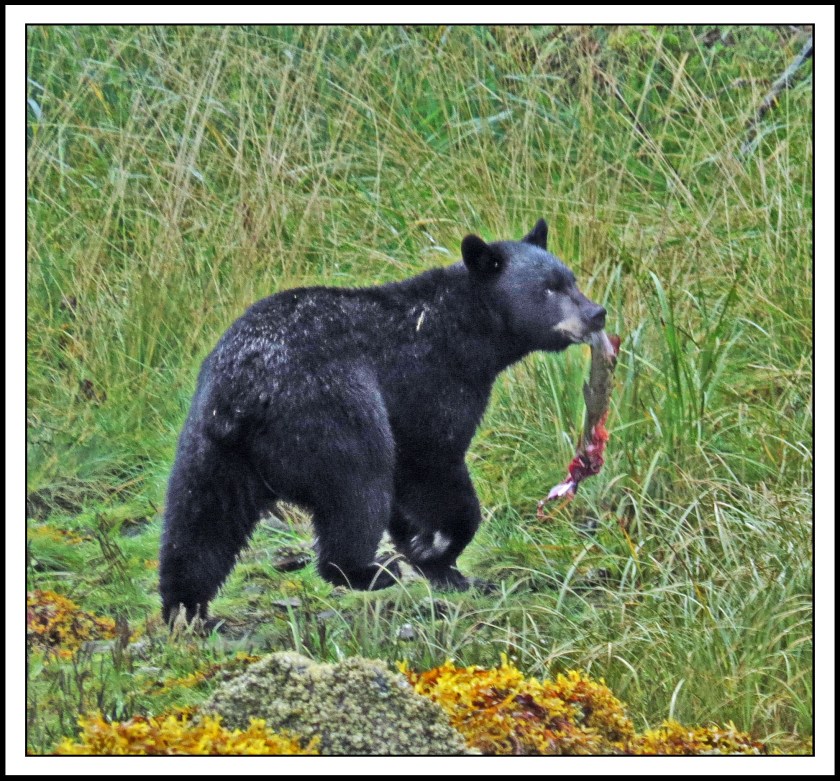 KakushdishSept2017Bear-IMG_3103_edited-1