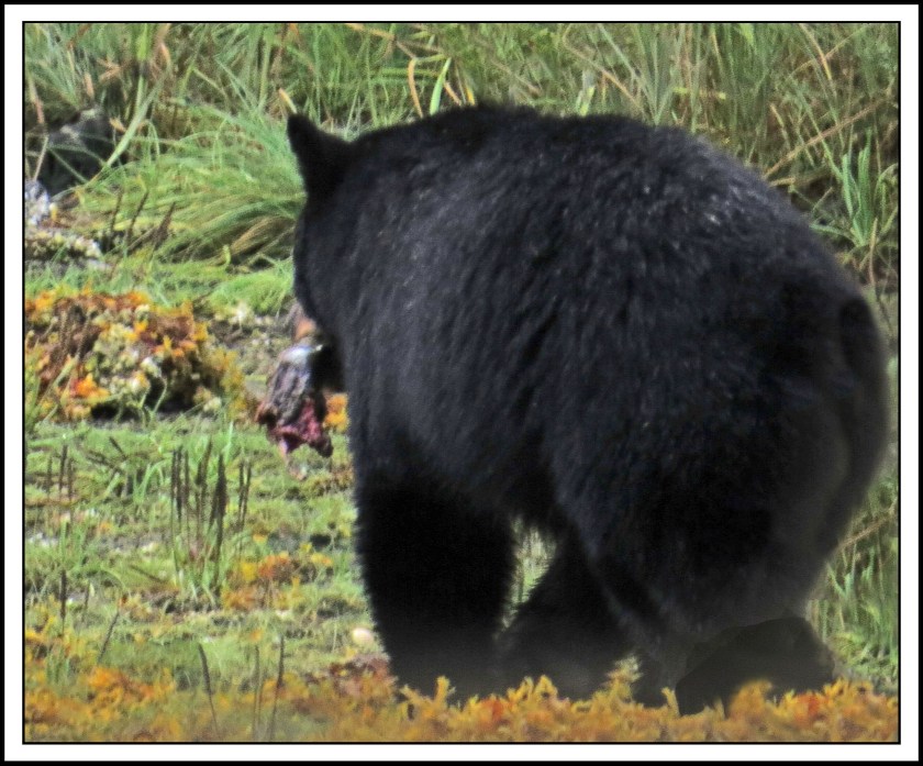 KakushdishSept2017Bear-IMG_3176_edited-1