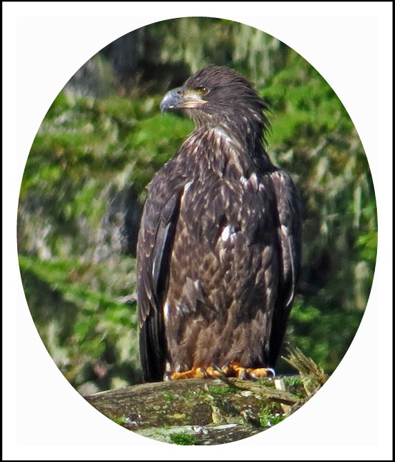 KakushdishSept2017Eagle-7