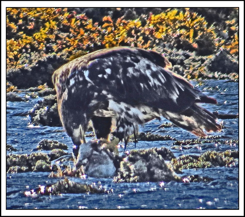 KakushdishSept2017Eagle-IMG_2660 (1)_edited-1