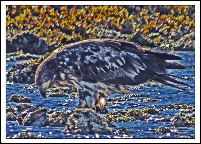 KakushdishSept2017Eagle-IMG_2701 (1)_edited-1