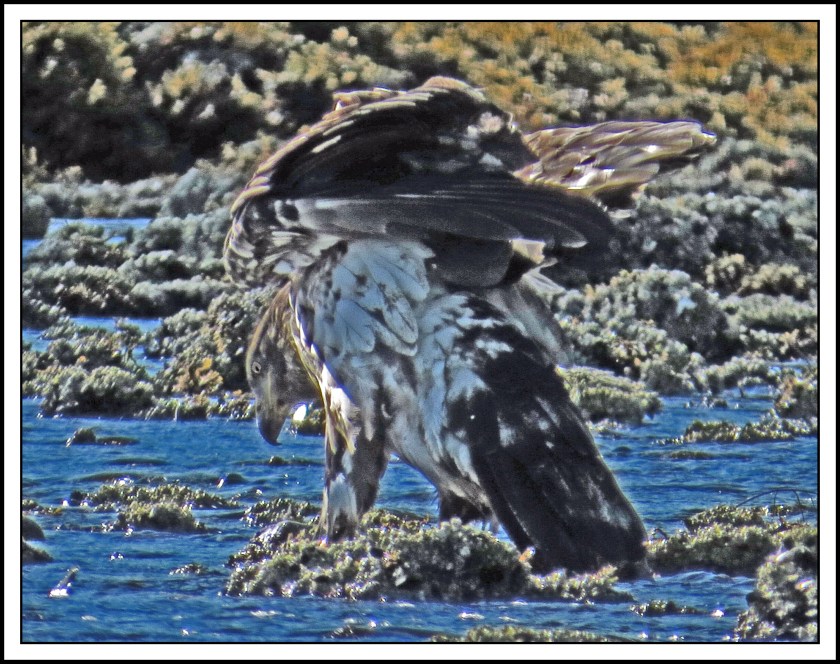 KakushdishSept2017Eagle-IMG_2715 (1)_edited-1