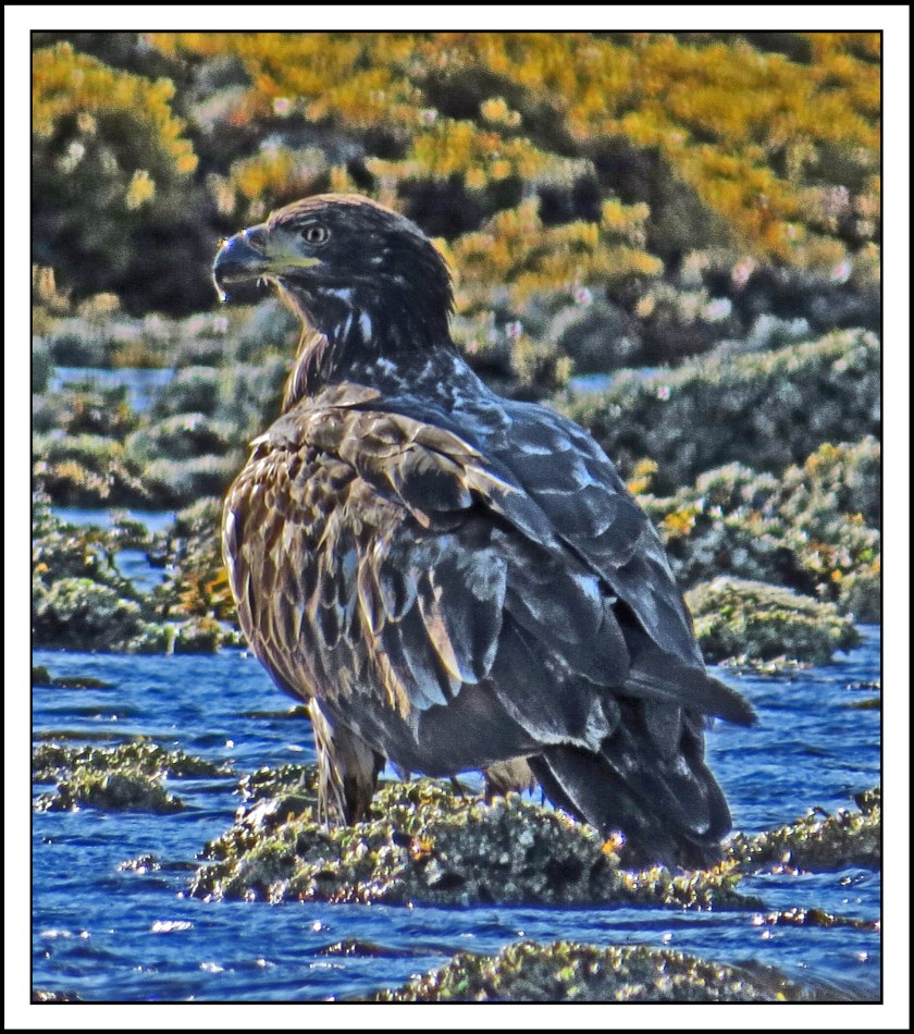 KakushdishSept2017Eagle-IMG_2720 (1)_edited-1