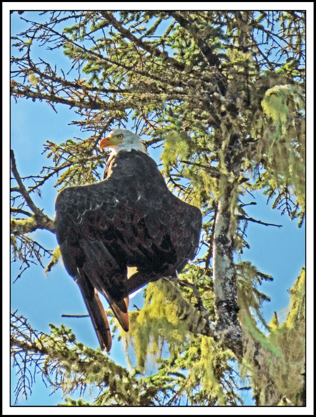 KakushdishSept2017Eagle-IMG_2792 (1)_edited-1