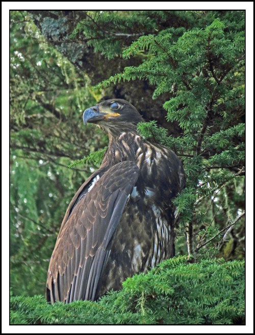 KakushdishSept2017Eagle-IMG_3066_edited-1