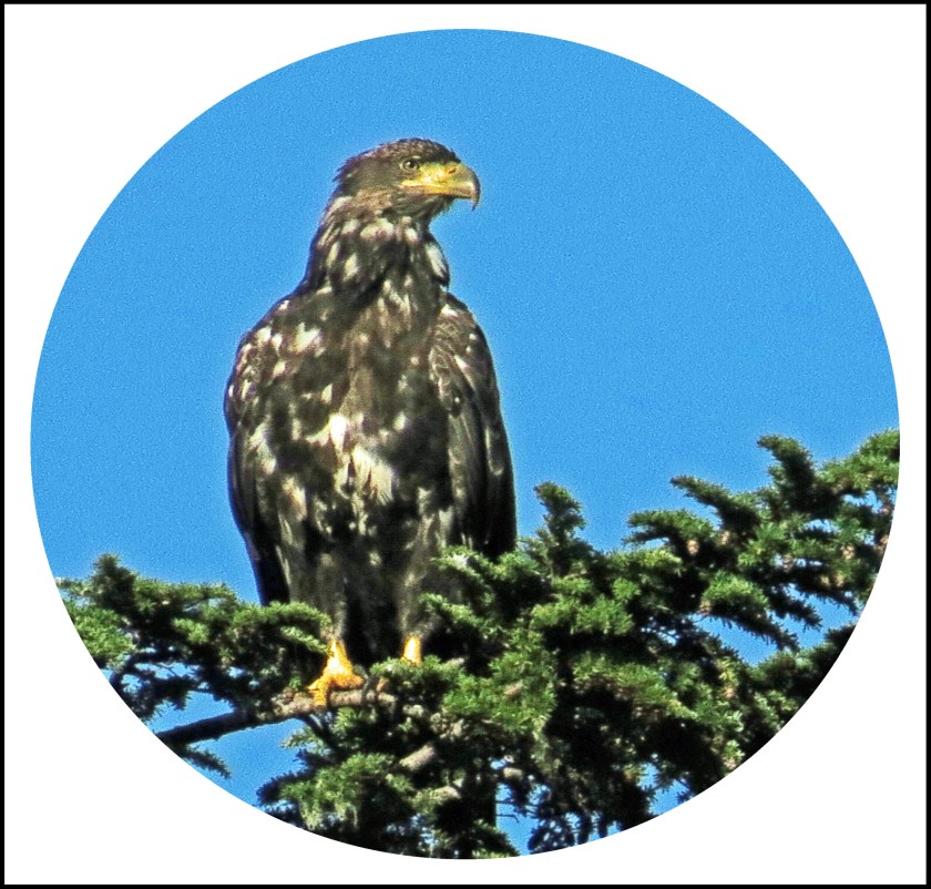 KakushdishSept2017Eagle2