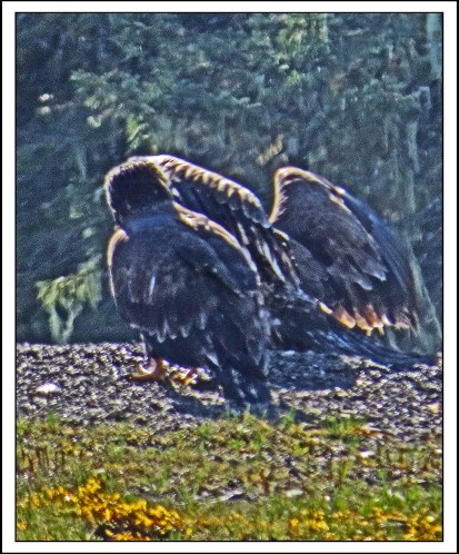 KakushdishSept2017Eagles-IMG_2672 (1)_edited-2