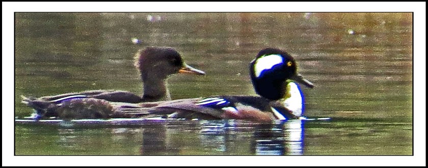 KakushdishSept2017HoodedMerganserIMG_2932_edited-1