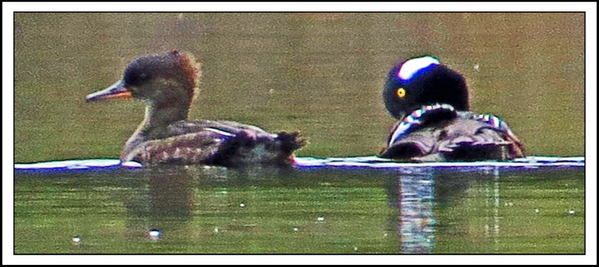 KakushdishSept2017HoodedMergansers-IMG_2900_edited-1