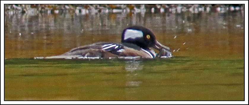 KakushdishSept2017HoodedMergansers-IMG_2989_edited-1