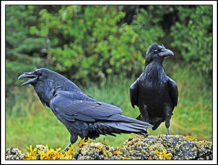 KakushdishSept2017Ravens-IMG_3110_edited-1