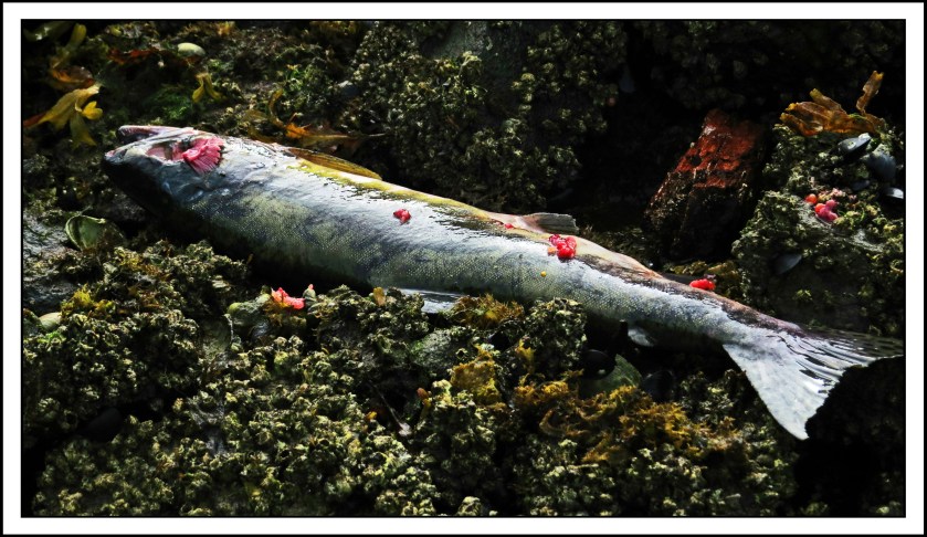 KakushdishSept2017Salmon-IMG_3144_edited-1