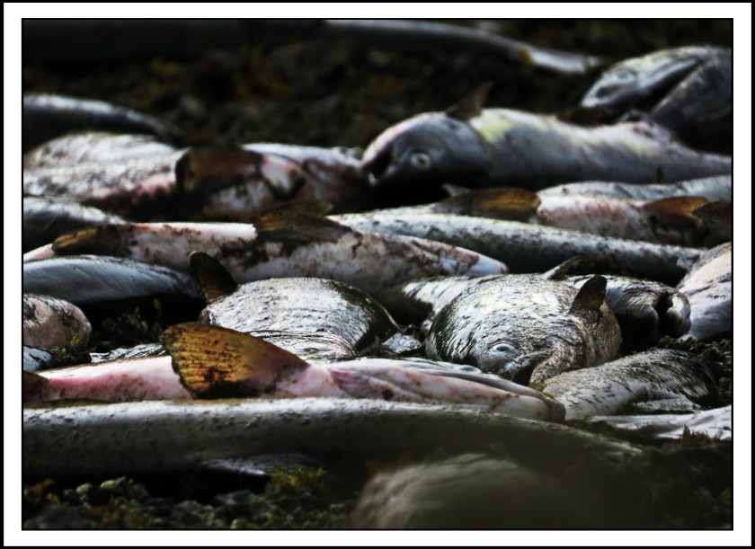 KakushdishSept2017Salmon-IMG_3146 (1)_edited-1