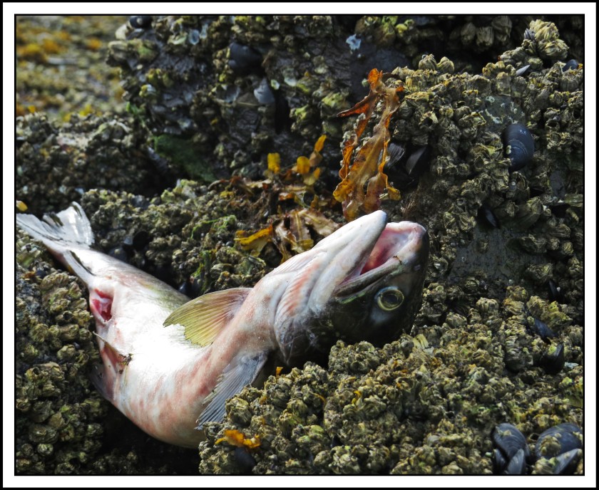 KakushdishSept2017Salmon-IMG_3154_edited-1