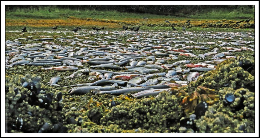 KakushdishSept2017Salmon-IMG_3308_edited-1