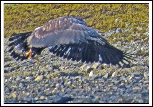 KAKUSHDISHSEPT2P017EAGLE-IMG_2486 (1)_edited-1