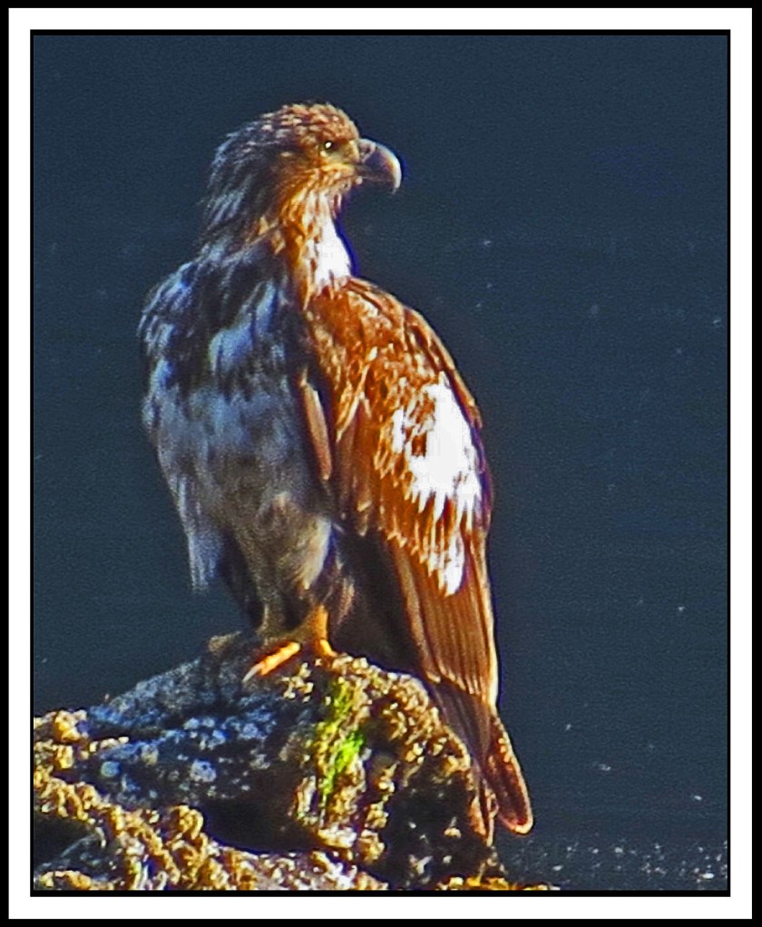 KhutzeAug2017Eagle-IMG_5446_edited-1