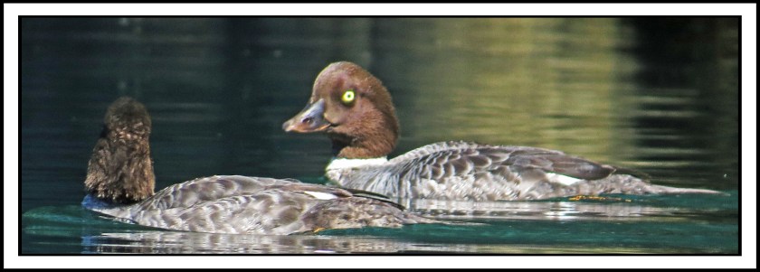 KhutzeAug2017Goldeneyes-IMG_5235_edited-1