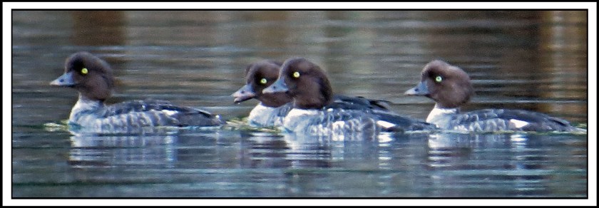 KhutzeAug2017Goldeneyes-IMG_5455_edited-1
